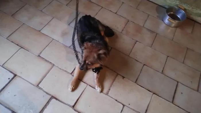 Cachorro ra a Pastor Alemão idade 7 a 11 meses nome Zeus