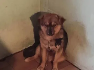 Cachorro raça Pastor Alemão idade 7 a 11 meses nome Zeus