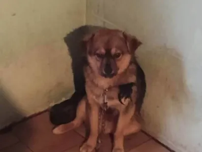 Cachorro raça Pastor Alemão idade 7 a 11 meses nome Zeus