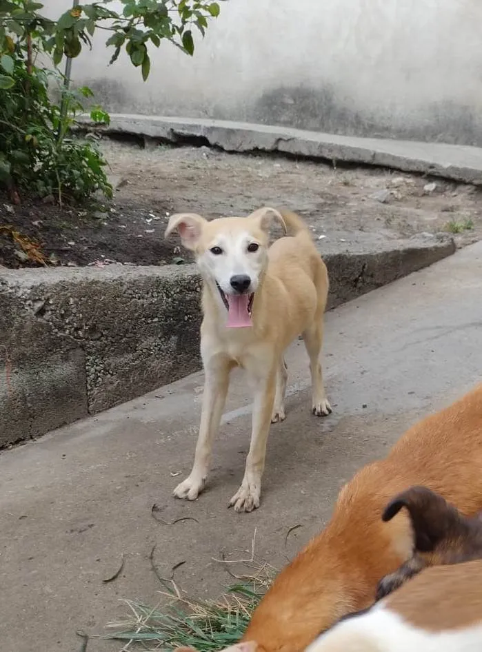 Cachorro ra a SRD-ViraLata idade 7 a 11 meses nome Oliva 