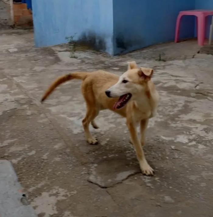 Cachorro ra a SRD-ViraLata idade 7 a 11 meses nome Oliva 