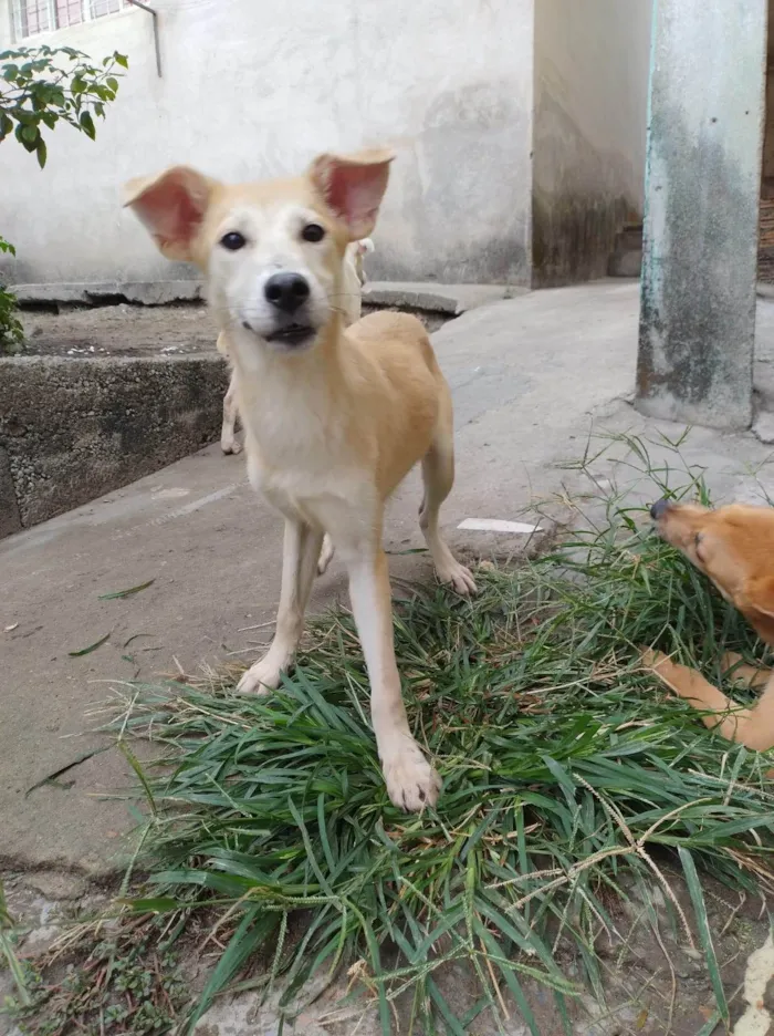 Cachorro ra a SRD-ViraLata idade 7 a 11 meses nome Oliva 