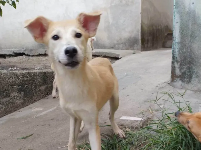 Cachorro ra a SRD-ViraLata idade 7 a 11 meses nome Oliva 