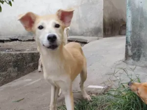 Cachorro raça SRD-ViraLata idade 7 a 11 meses nome Oliva