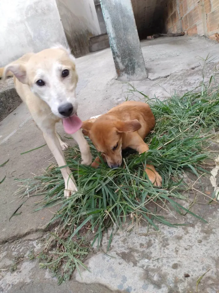 Cachorro ra a SRD-ViraLata idade 7 a 11 meses nome Oliva 