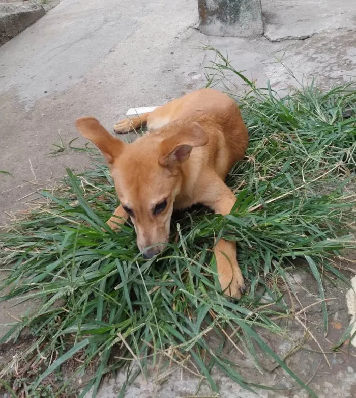 Cachorro ra a SRD-ViraLata idade 7 a 11 meses nome Mel