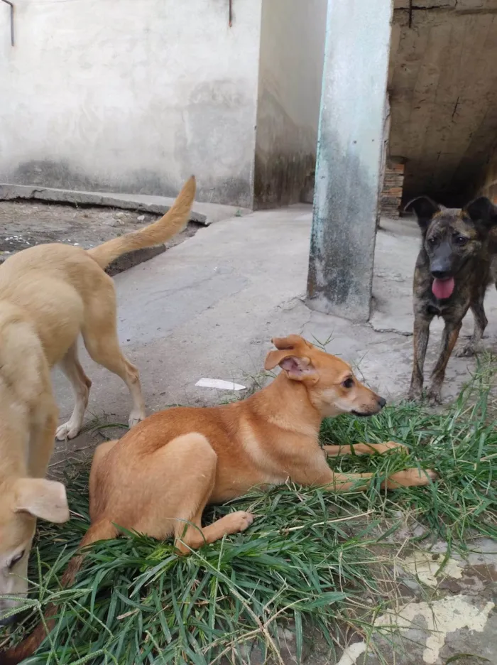 Cachorro ra a SRD-ViraLata idade 7 a 11 meses nome Mel