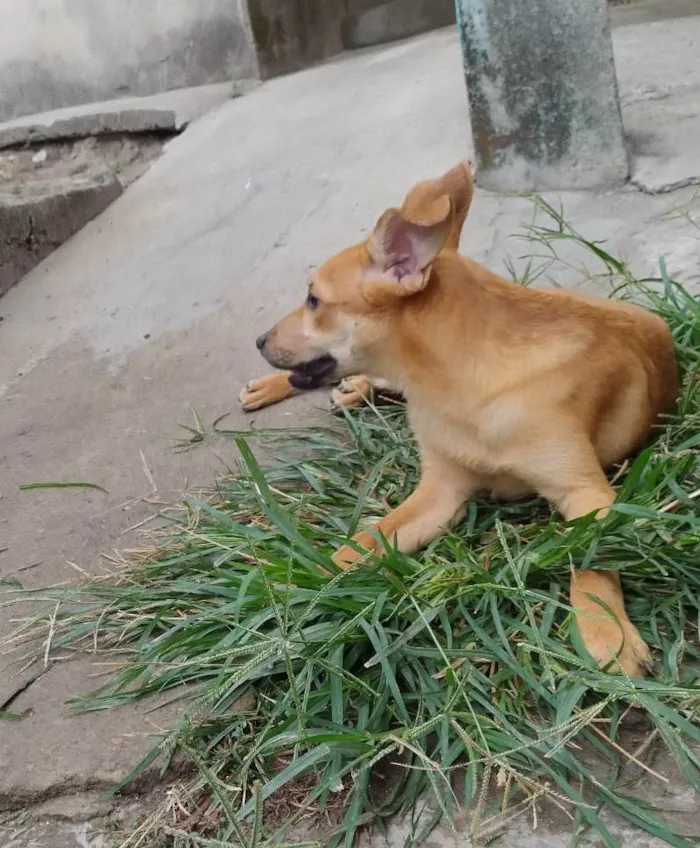 Cachorro ra a SRD-ViraLata idade 7 a 11 meses nome Mel