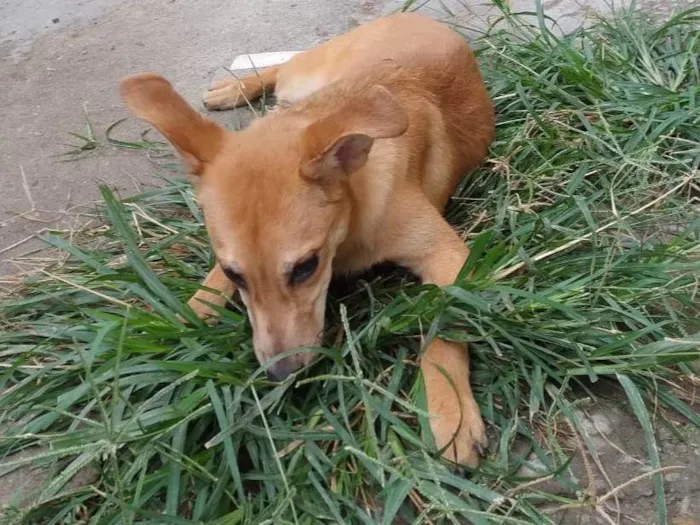 Cachorro ra a SRD-ViraLata idade 7 a 11 meses nome Mel