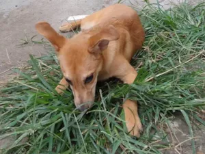 Cachorro raça SRD-ViraLata idade 7 a 11 meses nome Mel