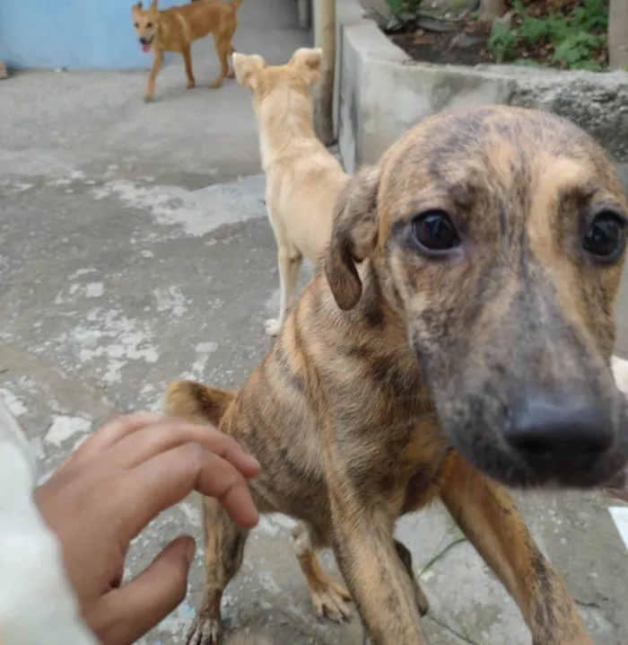 Cachorro ra a SRD-ViraLata idade 7 a 11 meses nome Listradinha