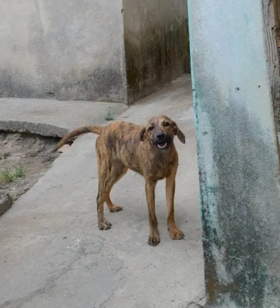 Cachorro ra a SRD-ViraLata idade 7 a 11 meses nome Listradinha