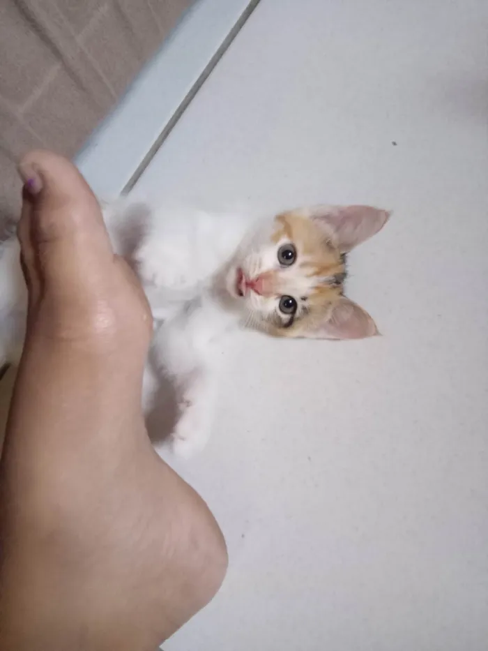 Gato ra a SRD-ViraLata idade Abaixo de 2 meses nome 4 gatos sem nome definido