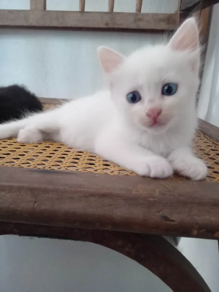 Gato ra a SRD-ViraLata idade Abaixo de 2 meses nome 4 gatos sem nome definido