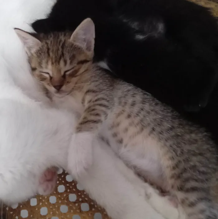 Gato ra a SRD-ViraLata idade Abaixo de 2 meses nome 4 gatos sem nome definido