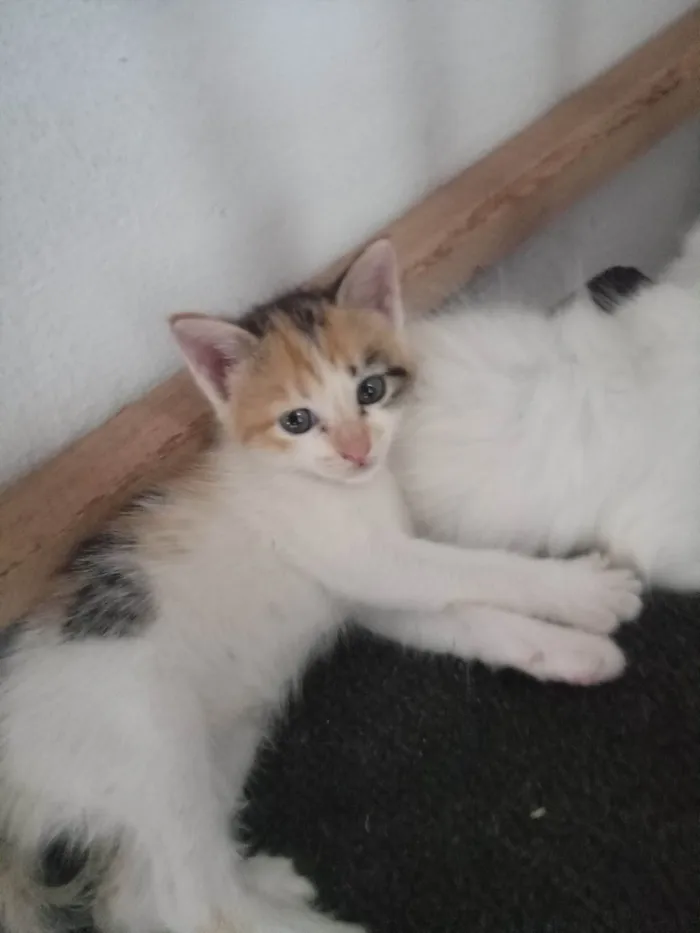 Gato ra a SRD-ViraLata idade Abaixo de 2 meses nome 4 gatos sem nome definido