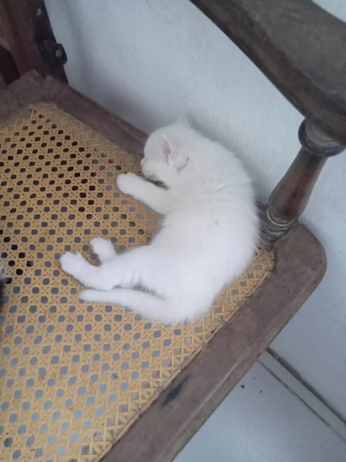 Gato ra a SRD-ViraLata idade Abaixo de 2 meses nome 4 gatos sem nome definido