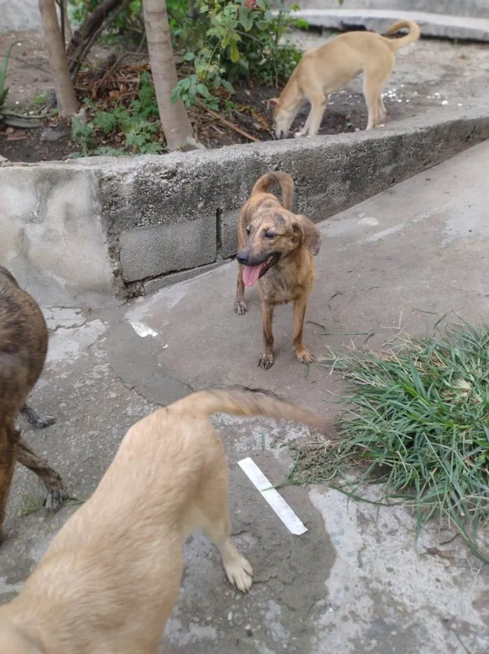Cachorro ra a SRD-ViraLata idade 7 a 11 meses nome Listradinha