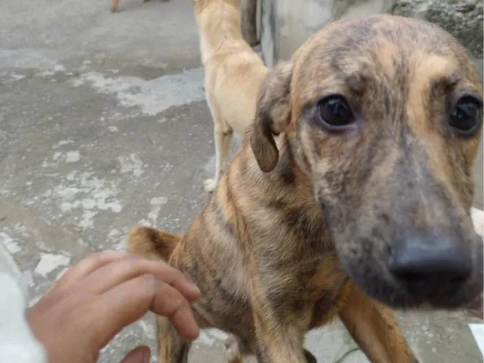 Cachorro ra a SRD-ViraLata idade 7 a 11 meses nome Listradinha
