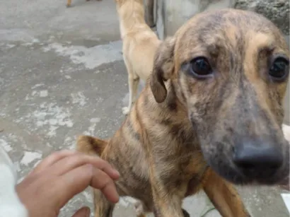 Cachorro raça SRD-ViraLata idade 7 a 11 meses nome Listradinha