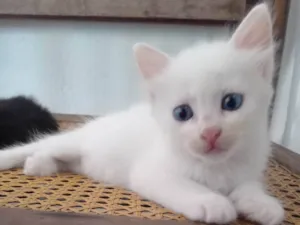 Gato raça SRD-ViraLata idade Abaixo de 2 meses nome 4 gatos sem nome definido