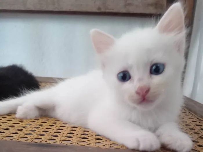 Gato ra a SRD-ViraLata idade Abaixo de 2 meses nome 4 gatos sem nome definido