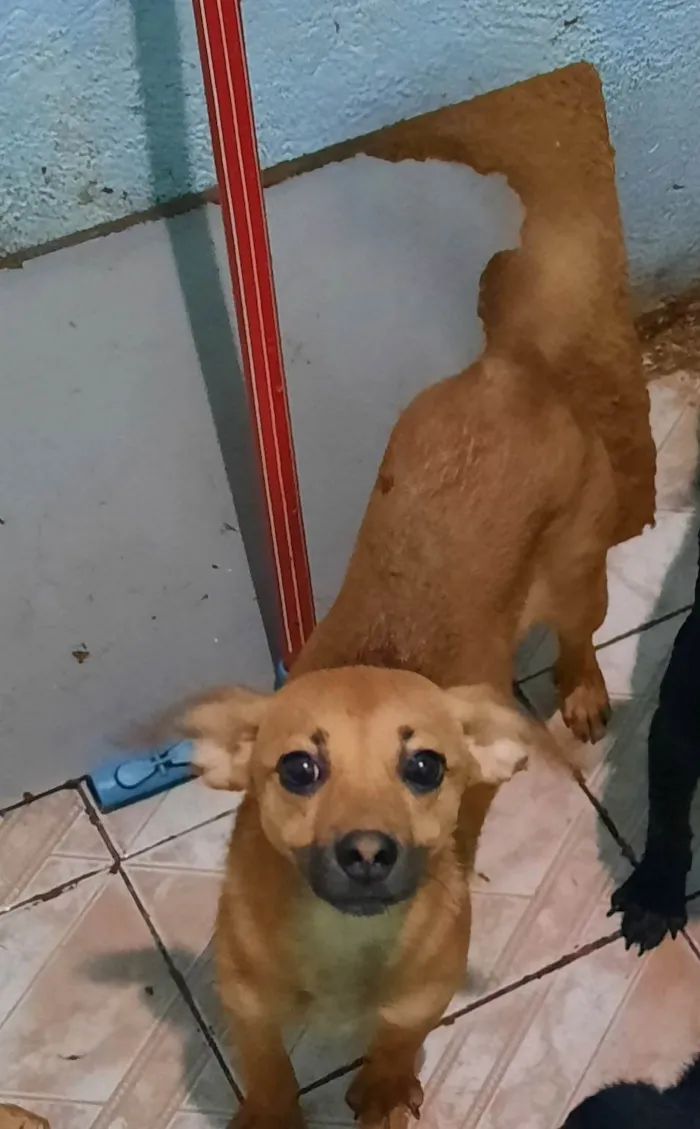 Cachorro ra a SRD-ViraLata idade 2 a 6 meses nome Sol