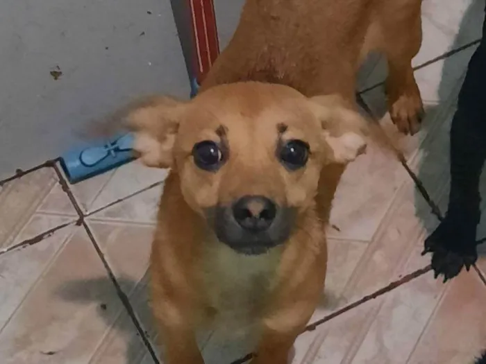 Cachorro ra a SRD-ViraLata idade 2 a 6 meses nome Sol