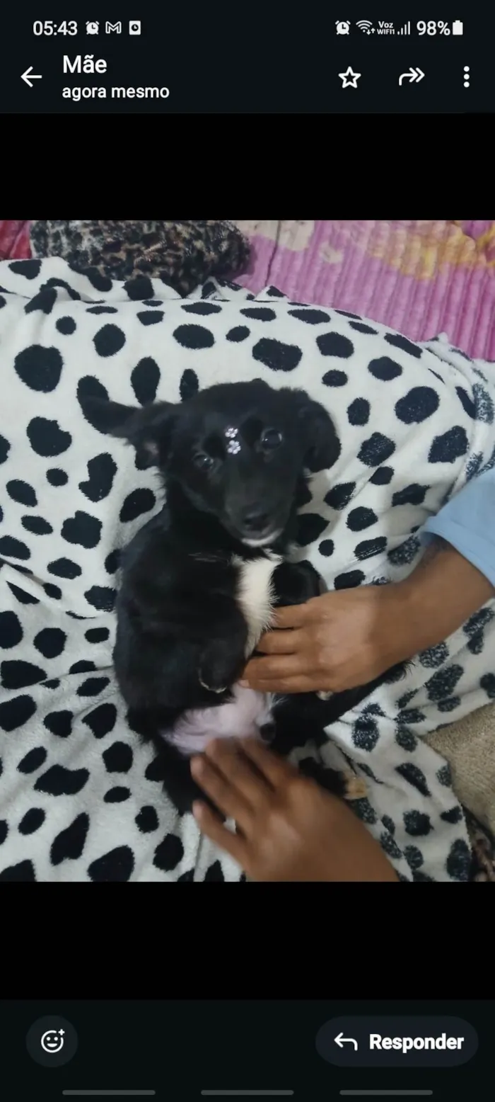 Cachorro ra a SRD-ViraLata idade 2 a 6 meses nome Lua