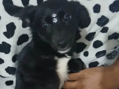 Cachorro raça SRD-ViraLata idade 2 a 6 meses nome Lua