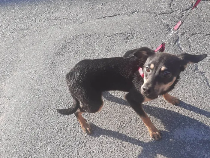 Cachorro ra a SRD-ViraLata idade 2 a 6 meses nome Belinha