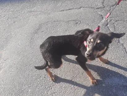 Cachorro raça SRD-ViraLata idade 2 a 6 meses nome Belinha