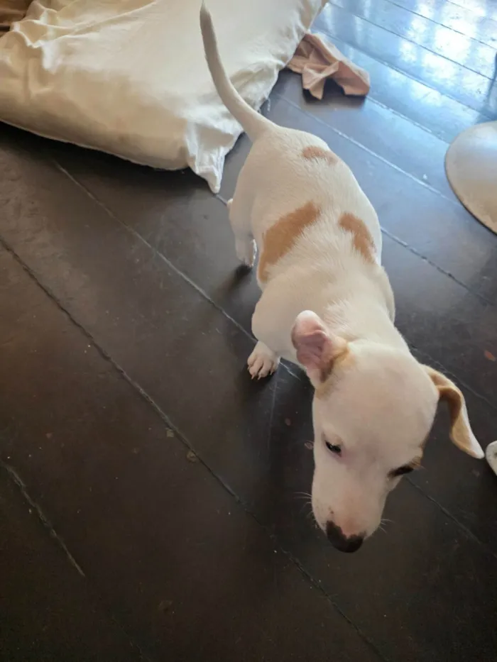 Cachorro ra a JACK RUSSELL  idade 2 a 6 meses nome Zoey 