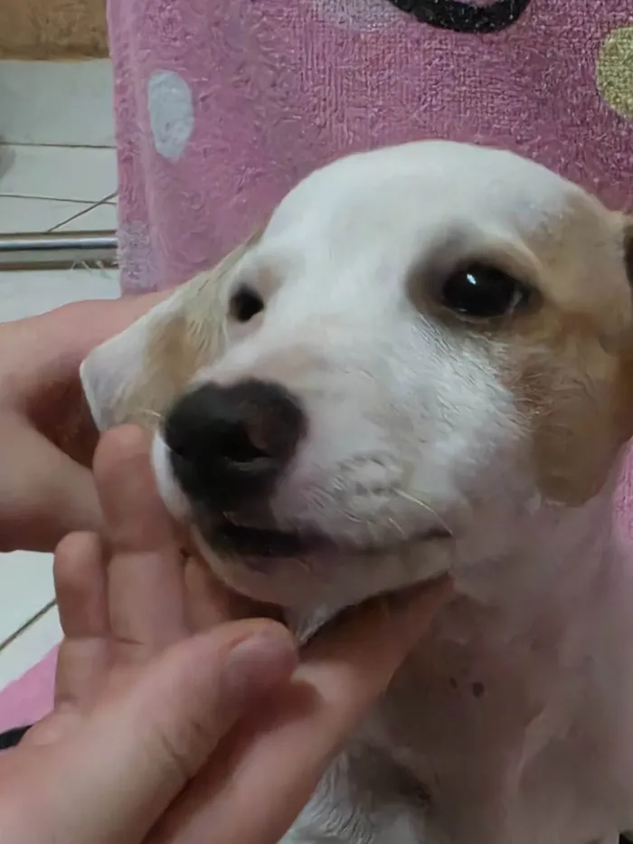 Cachorro ra a JACK RUSSELL  idade 2 a 6 meses nome Zoey 