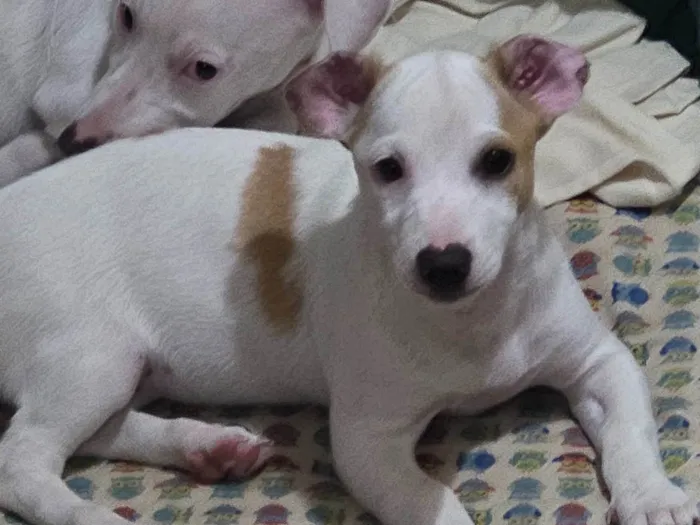 Cachorro ra a JACK RUSSELL  idade 2 a 6 meses nome Zoey 