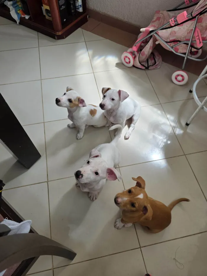 Cachorro ra a JACK RUSSELL  idade 2 a 6 meses nome Zoey 