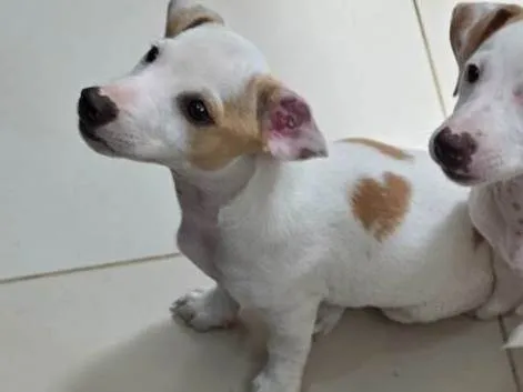 Cachorro ra a JACK RUSSELL  idade 2 a 6 meses nome Zoey 
