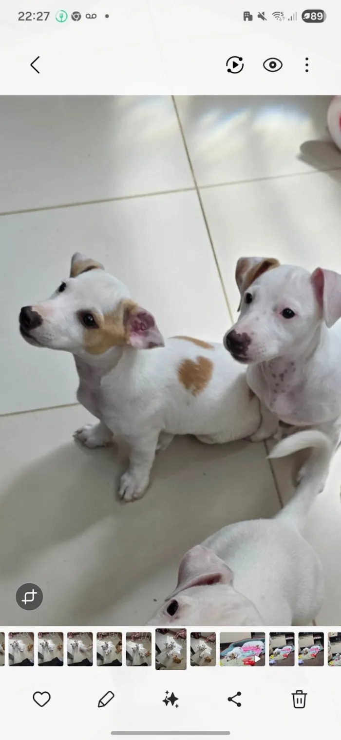 Cachorro ra a JACK RUSSELL  idade 2 a 6 meses nome Zoey 