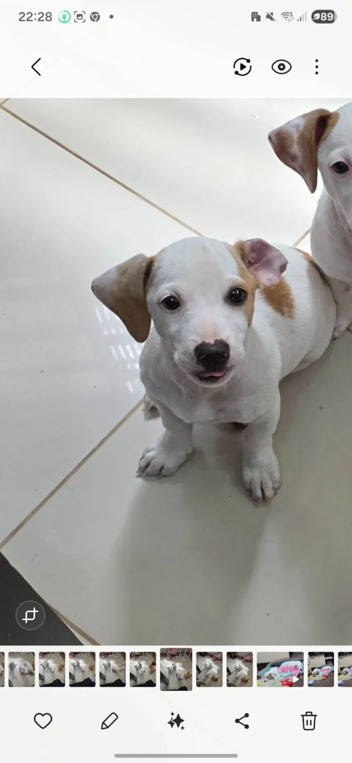 Cachorro ra a JACK RUSSELL  idade 2 a 6 meses nome Zoey 