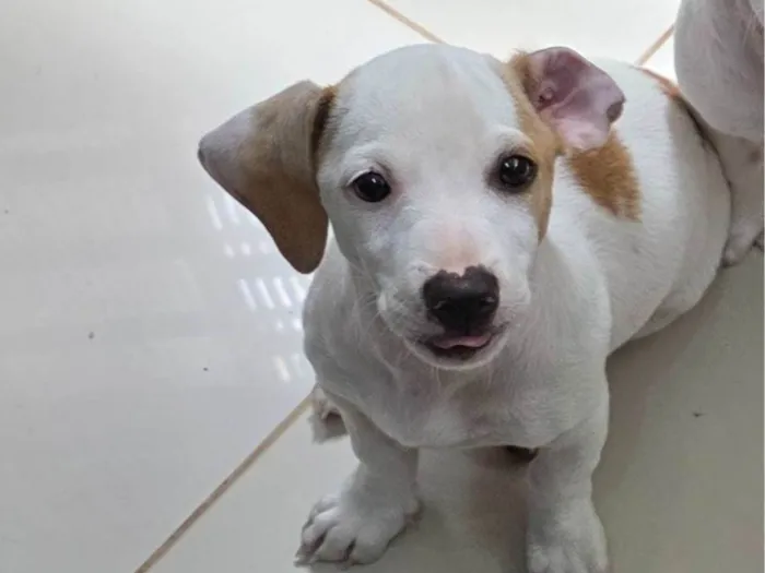 Cachorro ra a JACK RUSSELL  idade 2 a 6 meses nome Zoey 