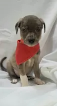 Cachorro raça SRD-ViraLata idade Abaixo de 2 meses nome Joca