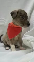 Cachorro raça SRD-ViraLata idade Abaixo de 2 meses nome Joca