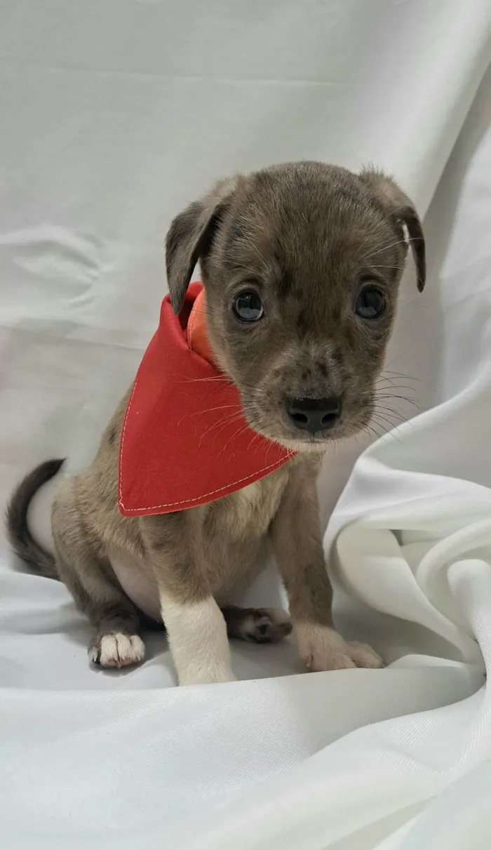 Cachorro raça SRD-ViraLata idade Abaixo de 2 meses nome Joca
