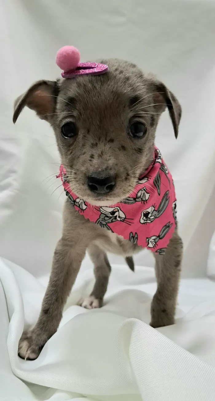 Cachorro raça SRD-ViraLata idade 2 a 6 meses nome Liza