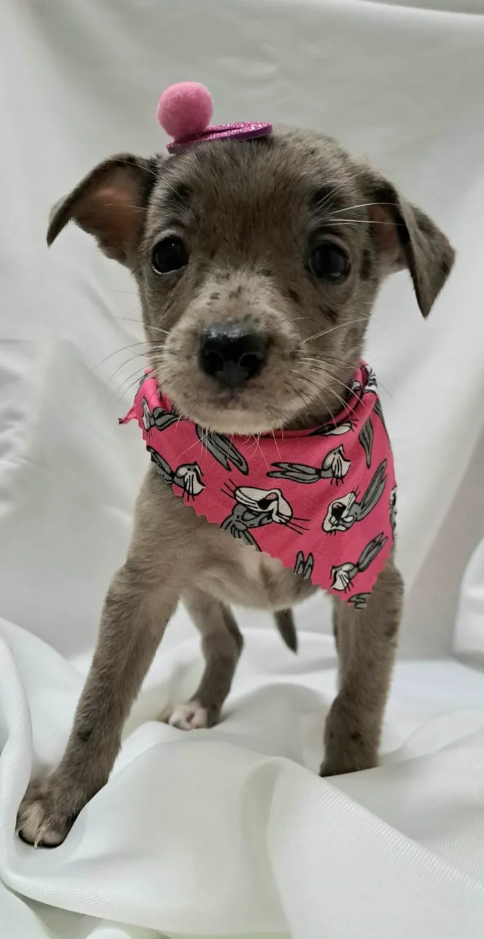 Cachorro raça SRD-ViraLata idade 2 a 6 meses nome Liza