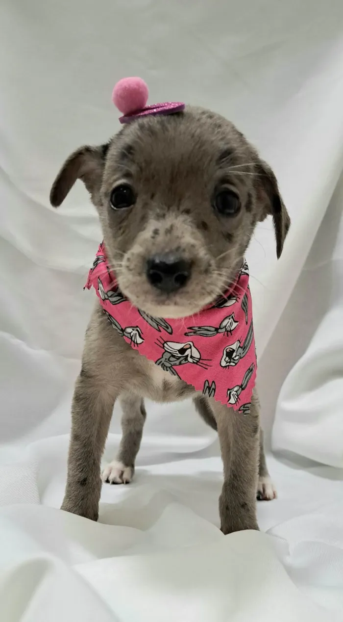 Cachorro raça SRD-ViraLata idade 2 a 6 meses nome Liza