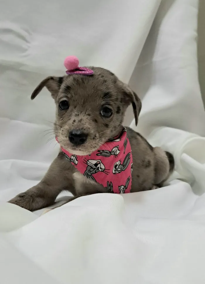 Cachorro raça SRD-ViraLata idade 2 a 6 meses nome Liza