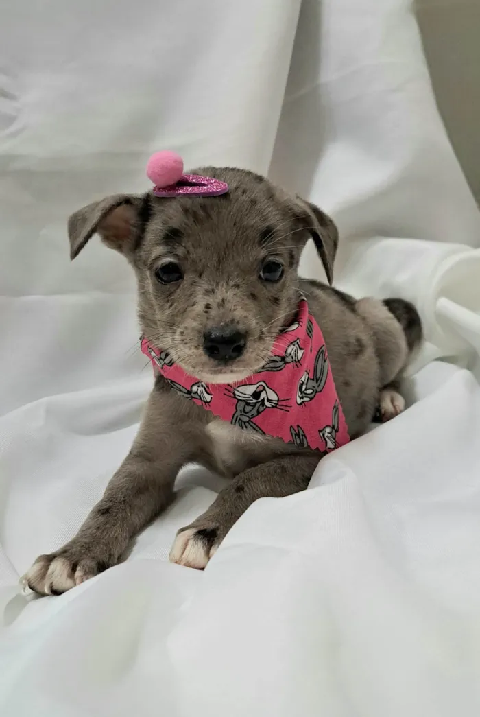 Cachorro raça SRD-ViraLata idade 2 a 6 meses nome Liza