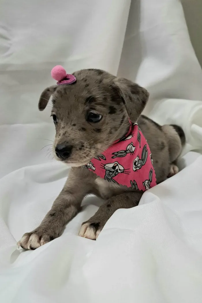 Cachorro raça SRD-ViraLata idade 2 a 6 meses nome Liza