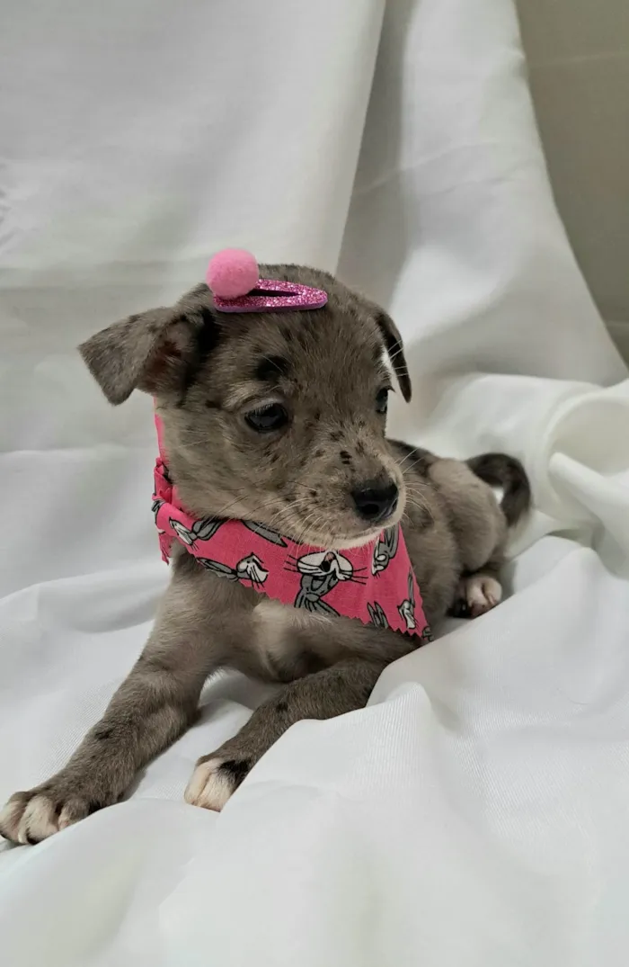 Cachorro raça SRD-ViraLata idade 2 a 6 meses nome Liza